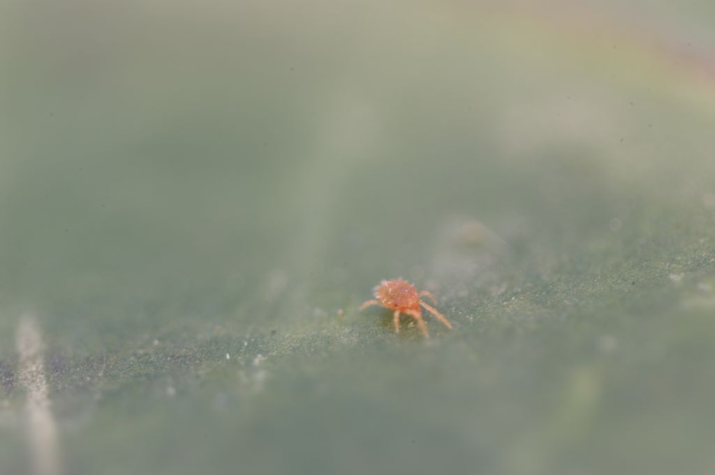 Acari su foglie di edera: cfr.  Tetranychidae - Rende (CS)